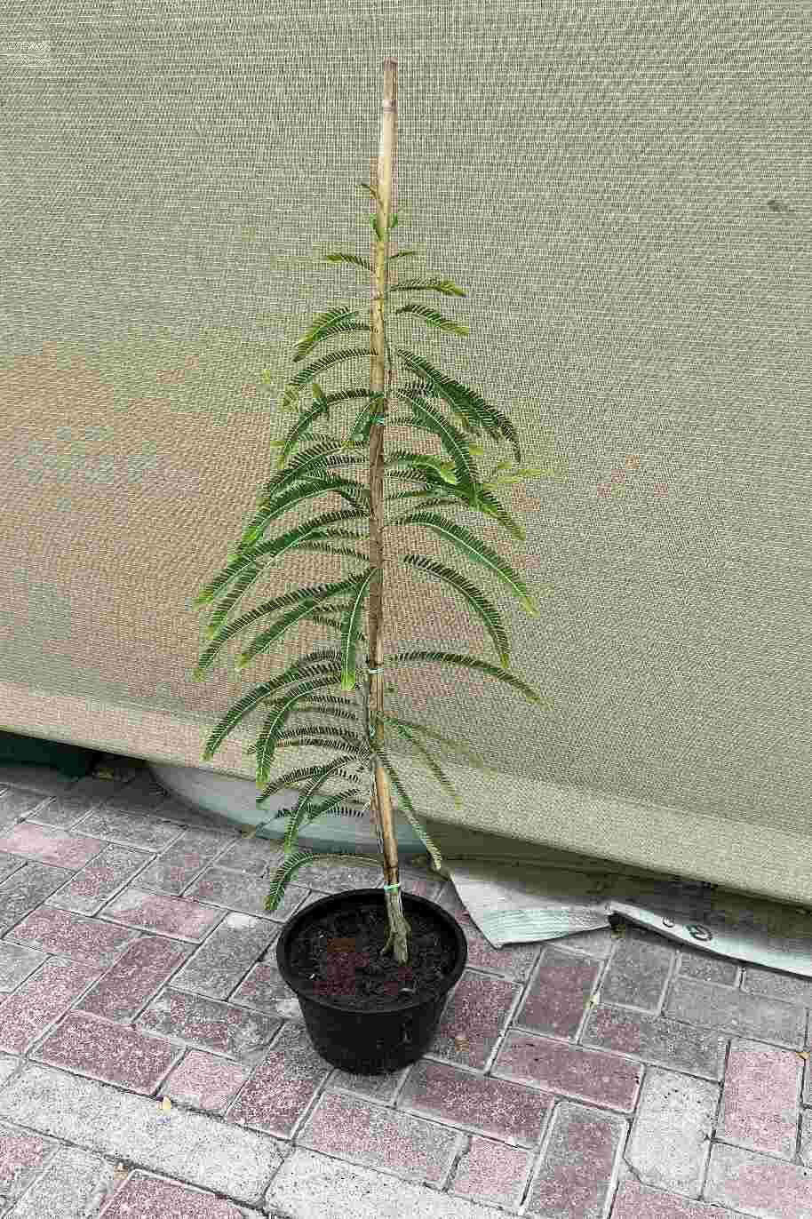 Phyllanthus Emblica