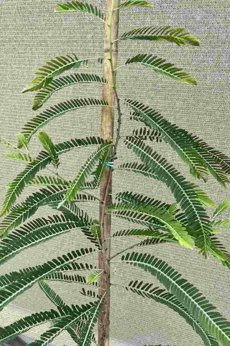 Indian Gooseberry - Emblica - Phyllanthus Emblica - image 3