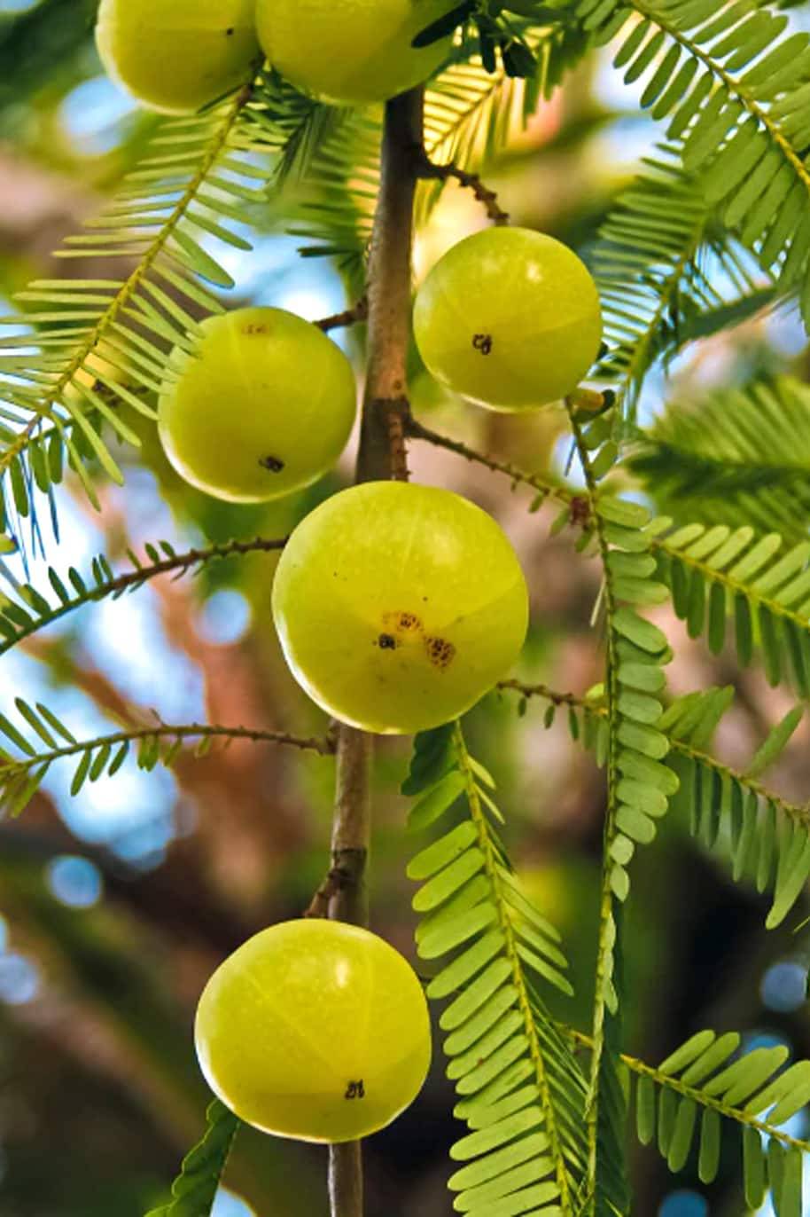 Indian Gooseberry Amla Seeds