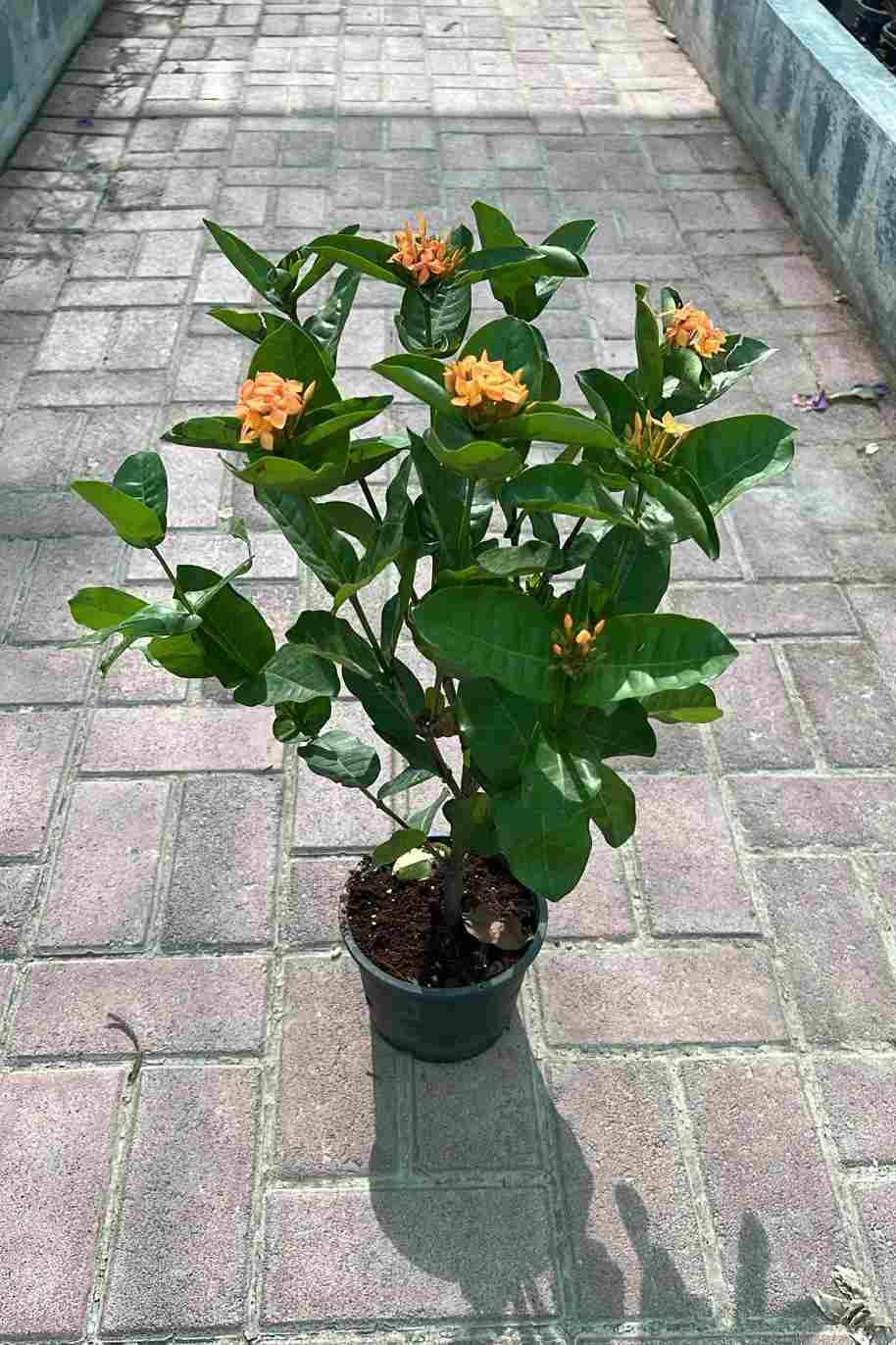 Ixora Coccinea Orange Small - Ixora Coccinea - image 2