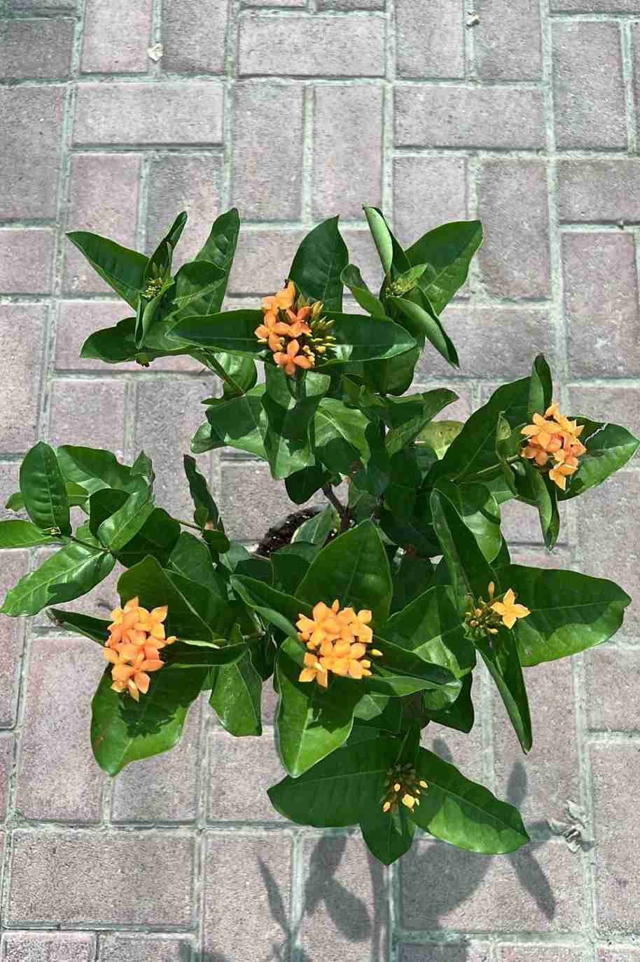 Ixora Coccinea Orange Small - Ixora Coccinea