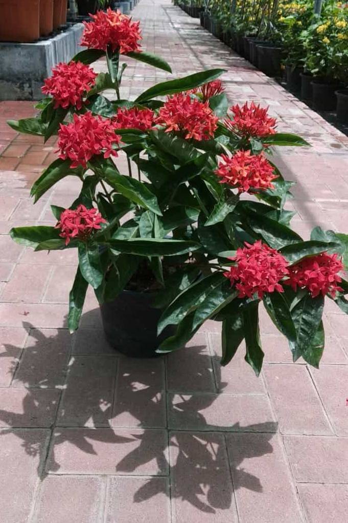 Ixora Coccinea Red