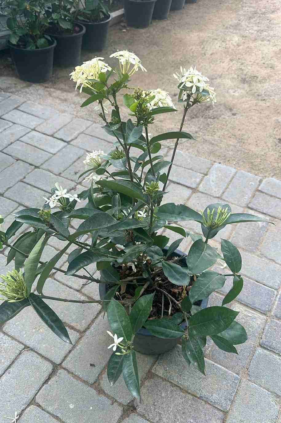 Ixora Coccinea White