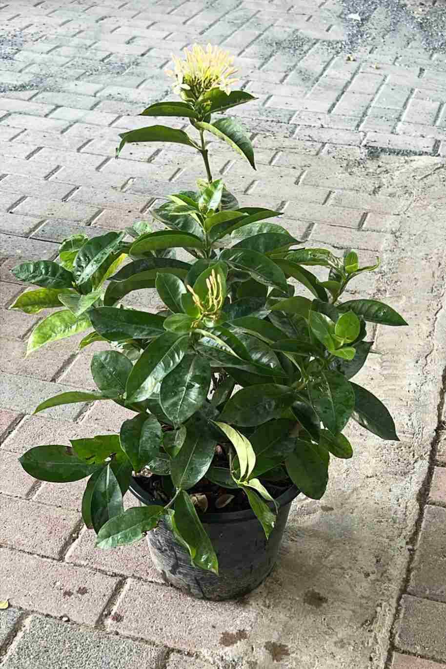 Ixora Coccinea White