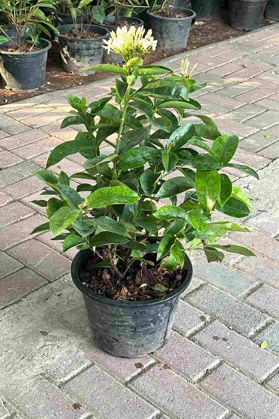 Ixora Coccinea White