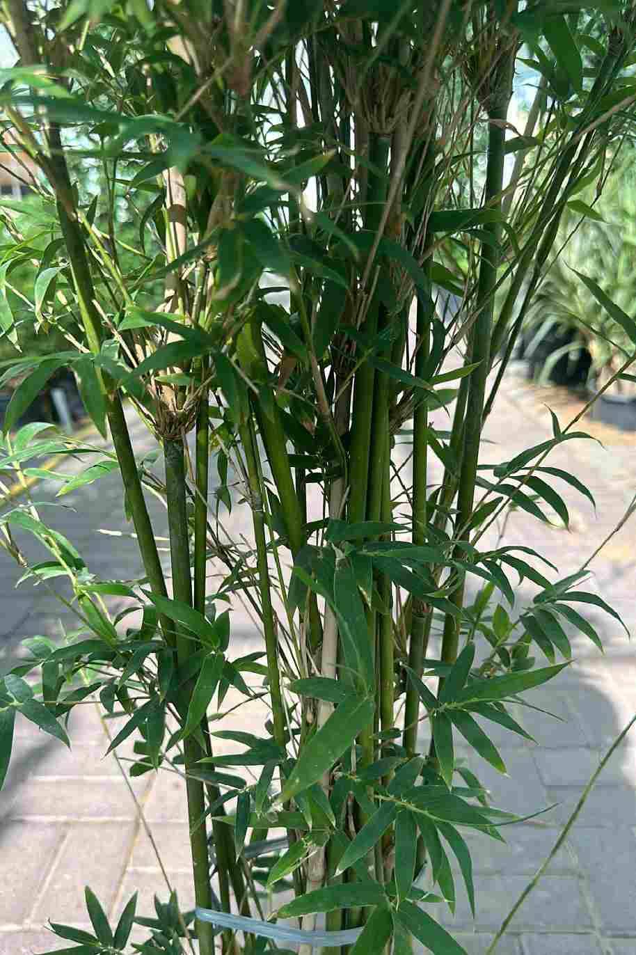 Japanese Bamboo Palm
