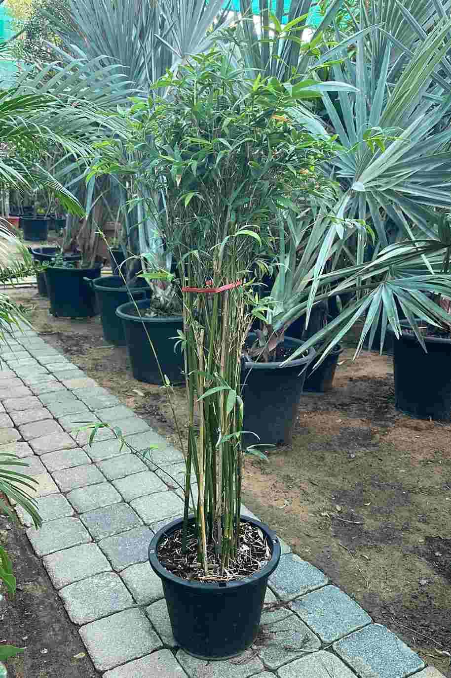 Japanese Bamboo Palm