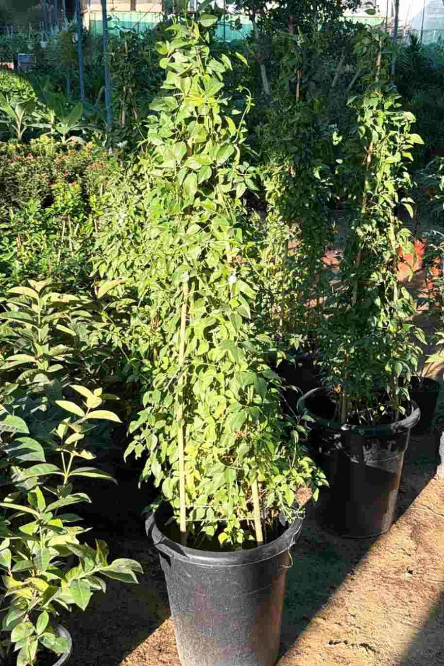 Jasminum Grandiflora Tall