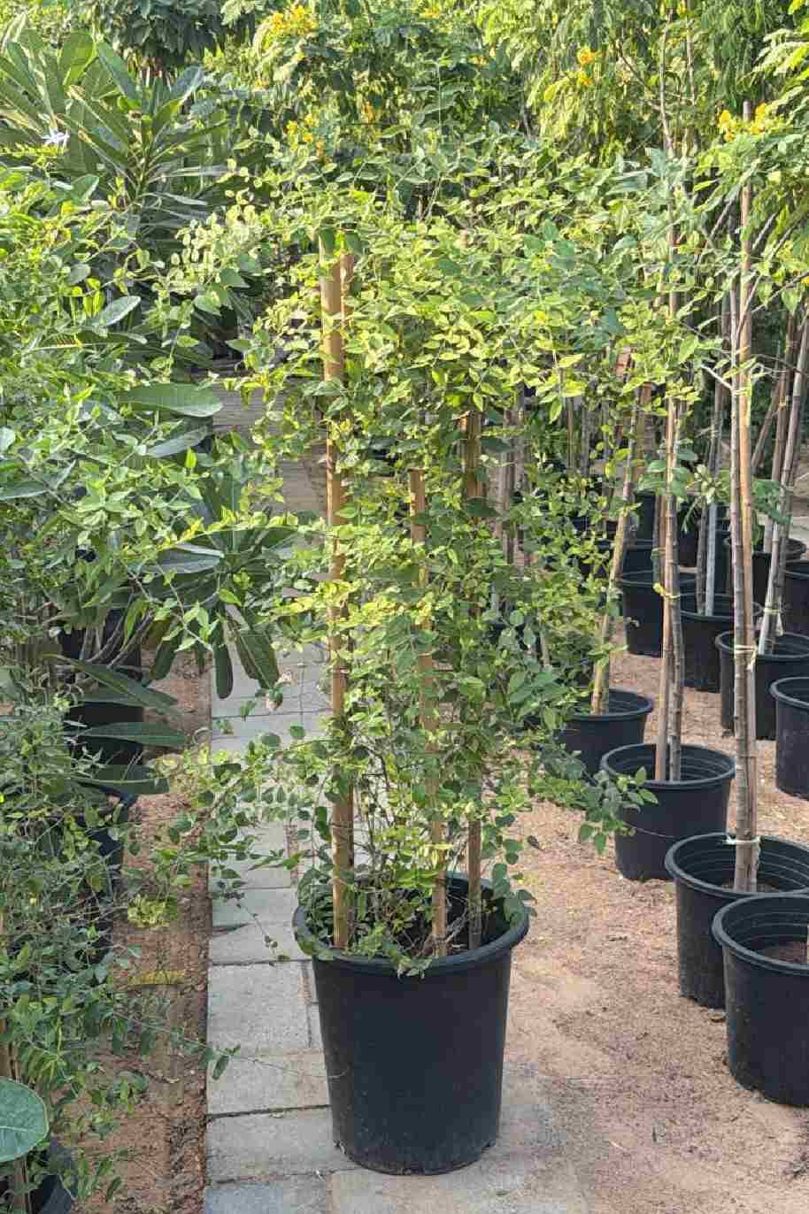 Jasminum Nitidum Tall