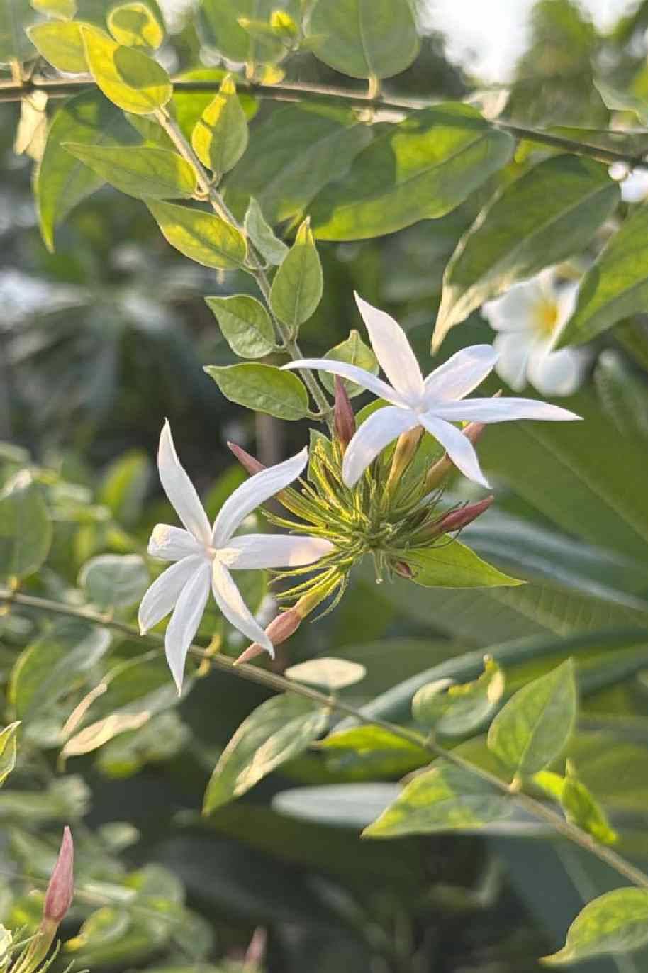 Jasminum Laurifolium