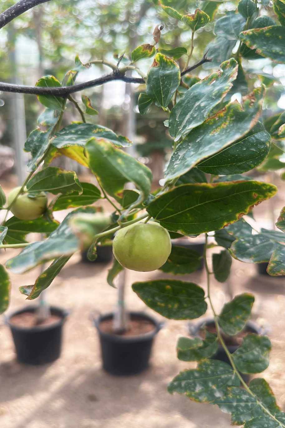 Jujube Tree Spain - Ziziphus jujuba - image 3