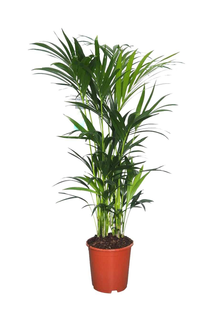 Kentia Palm Holland