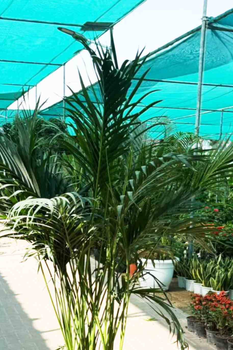 Howea forsteriana