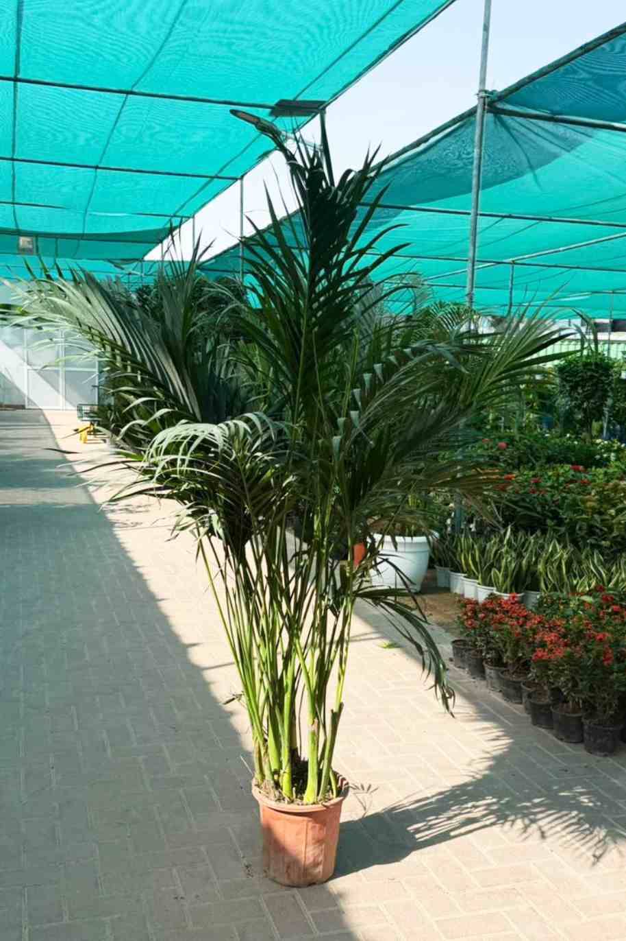 Kentia Palm China