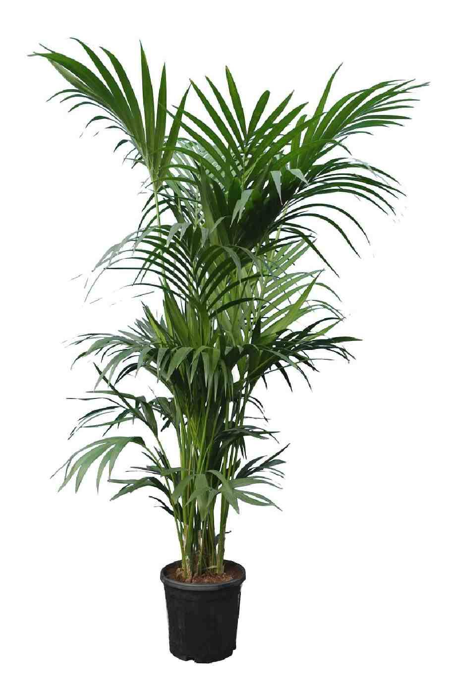 Giant Kentia Palm Holland 3Mtr