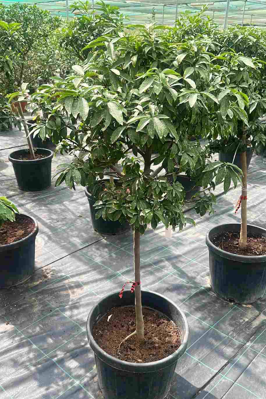Citrus japonica Kumquat