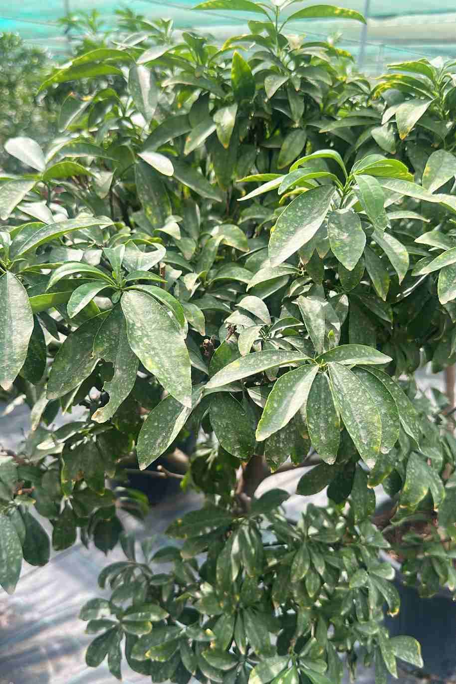 Kumquat Tree Spain
