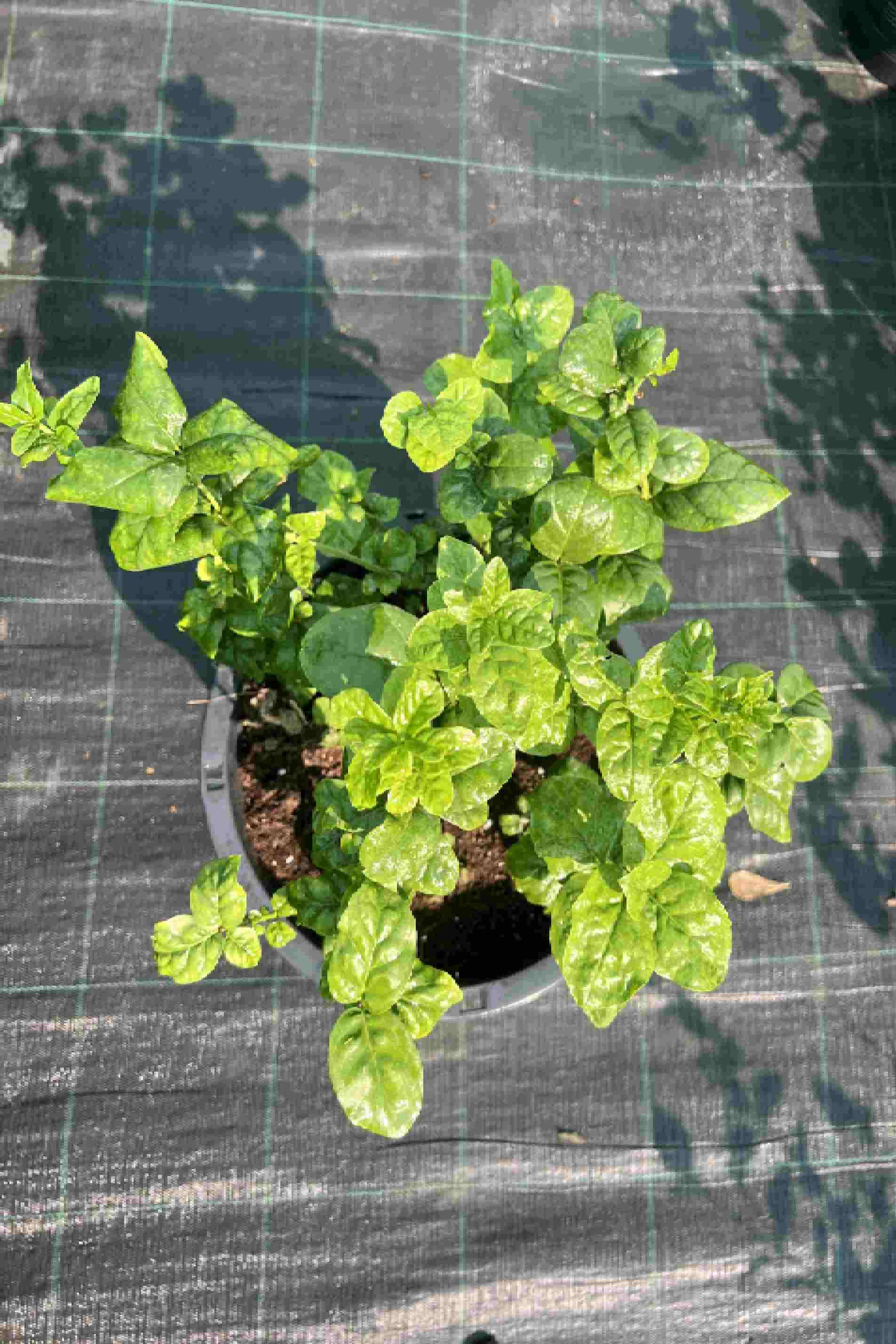 Labnani Jasmine