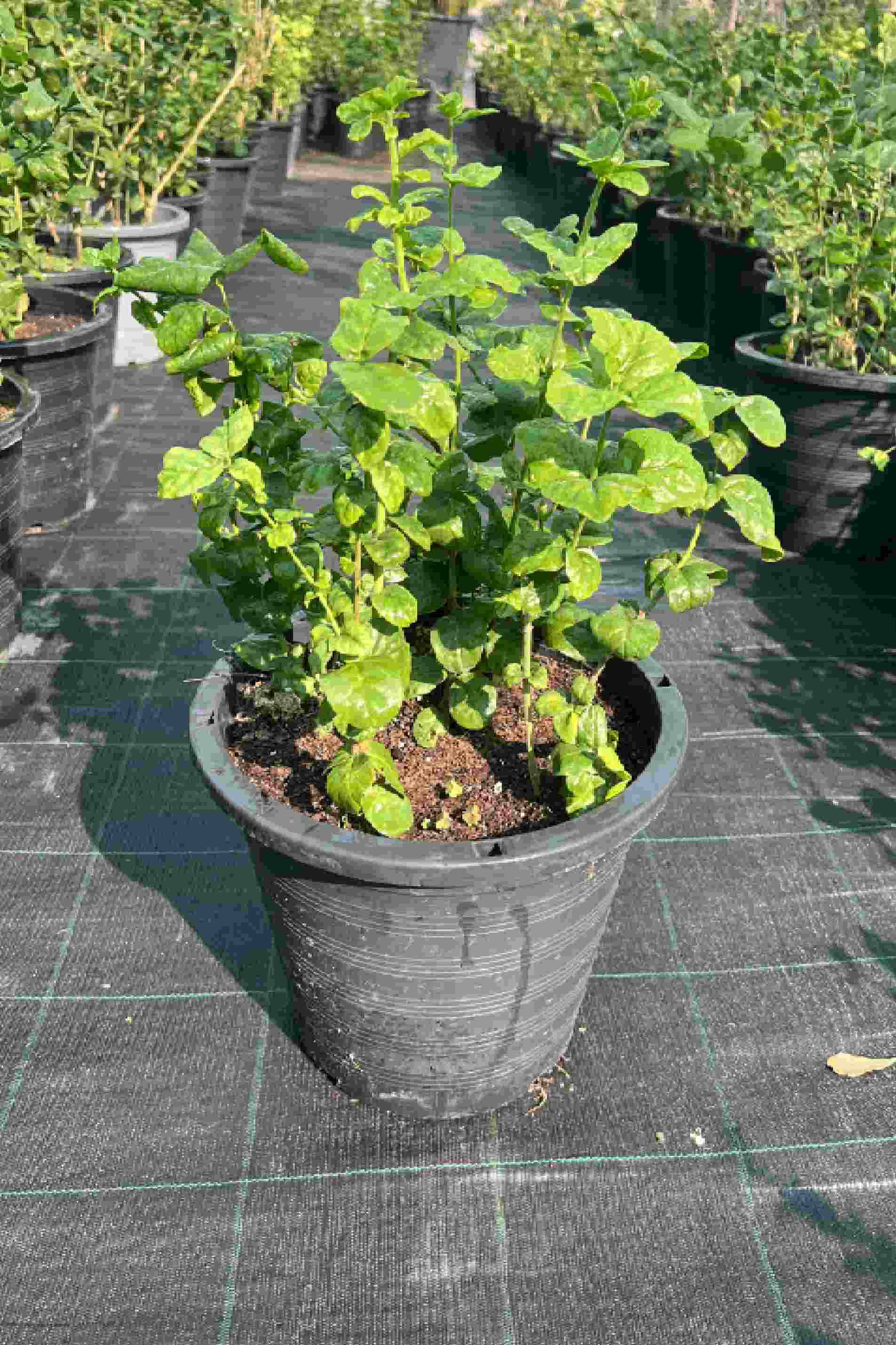 Labnani Jasmine