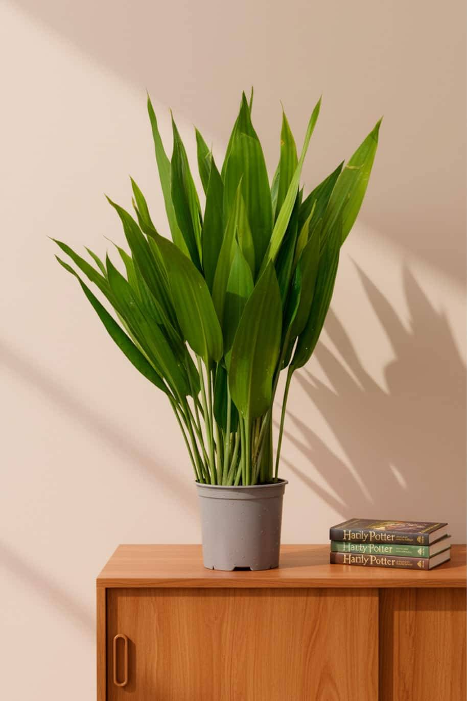 Lance Dracaena