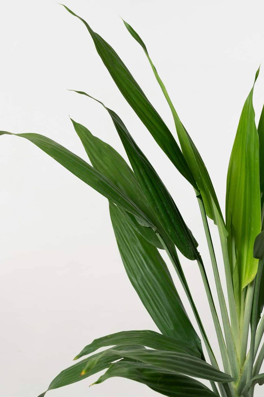 Dracaena Aubryana