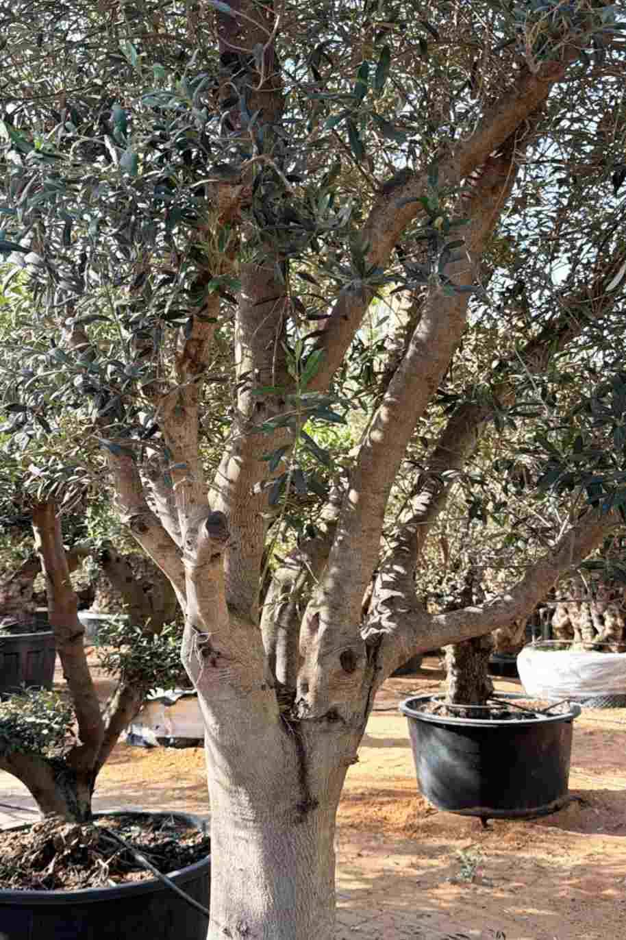 Olea Europea