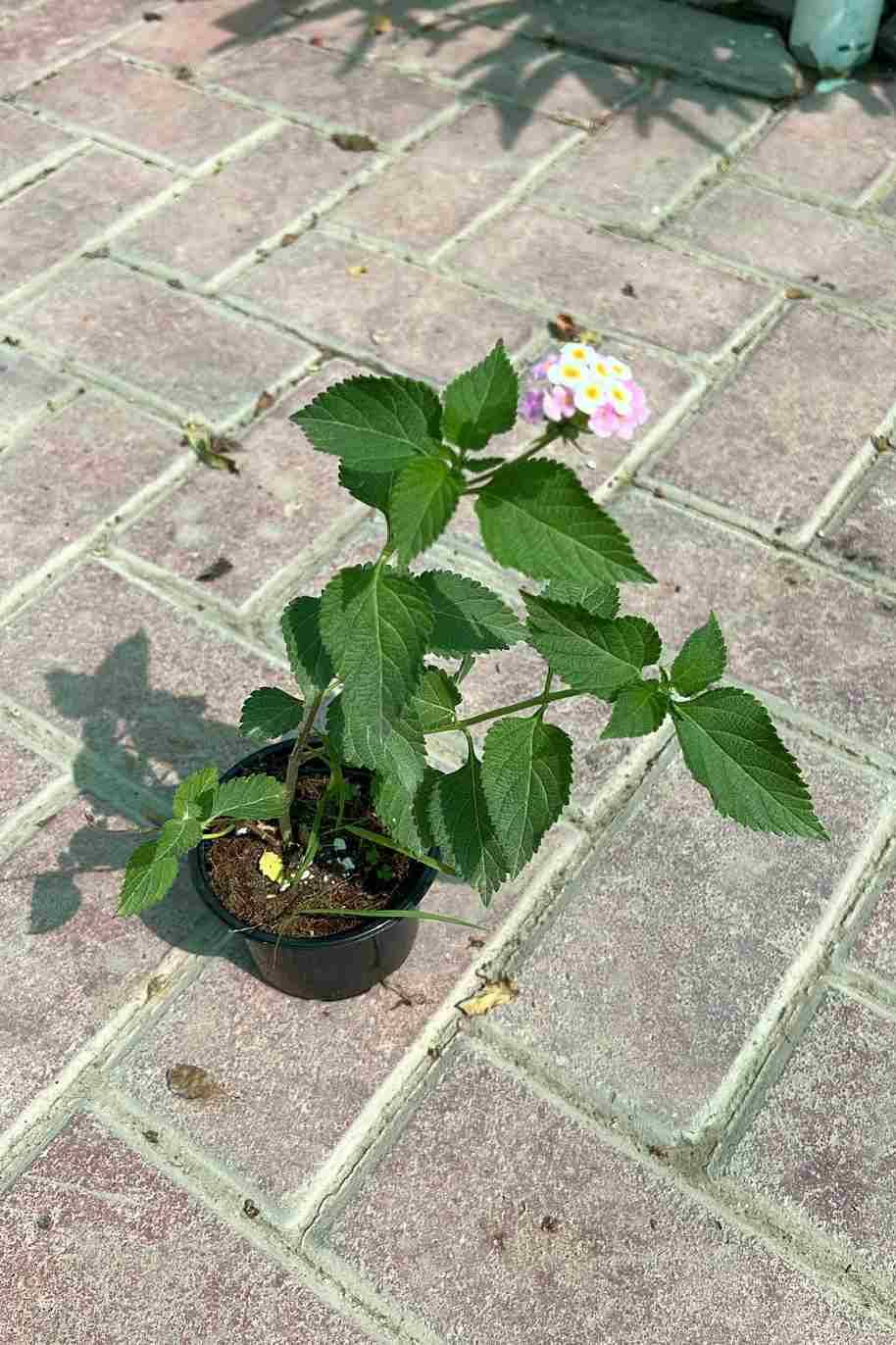 Lantana Camara