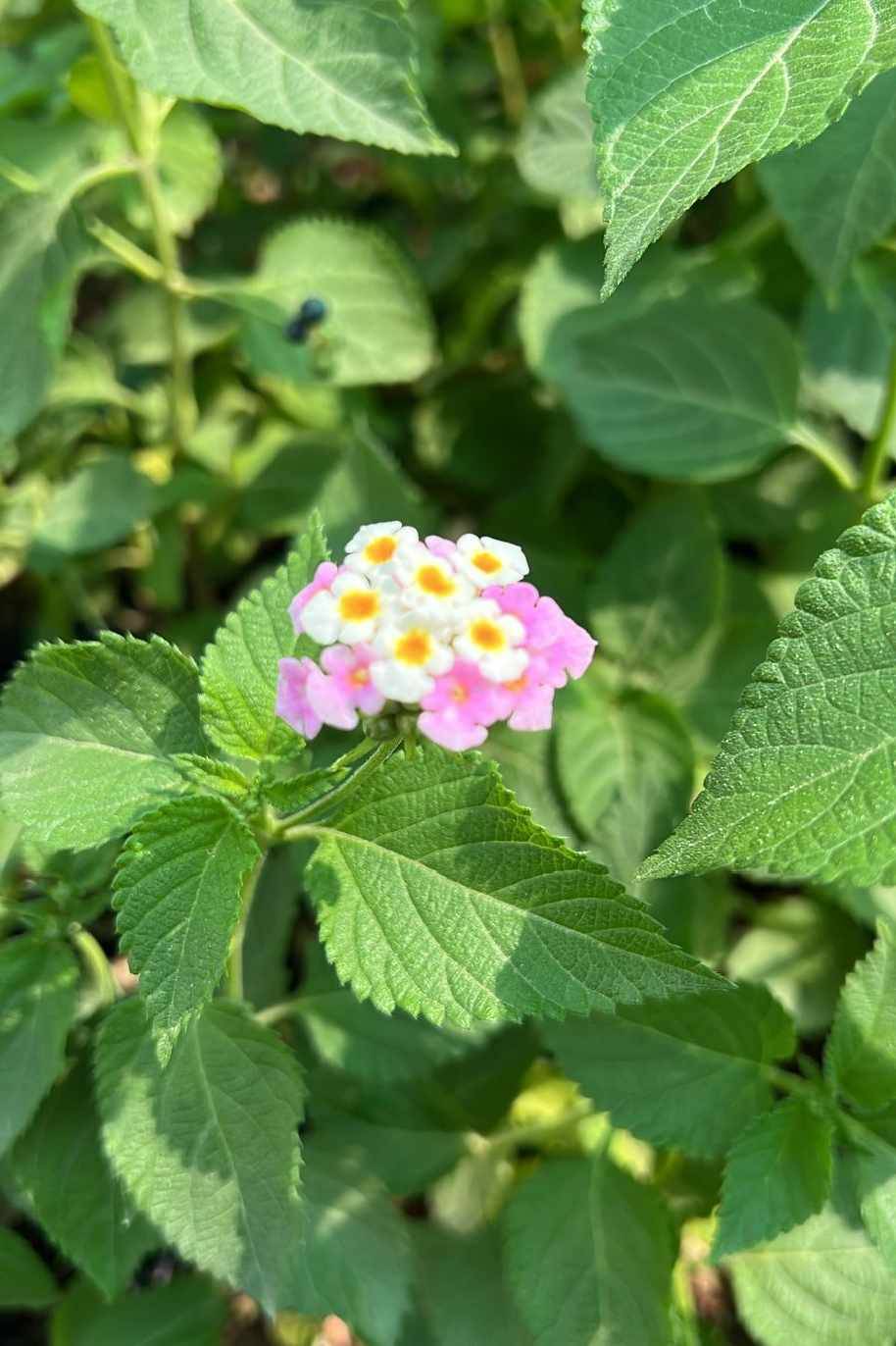 Lantana Small