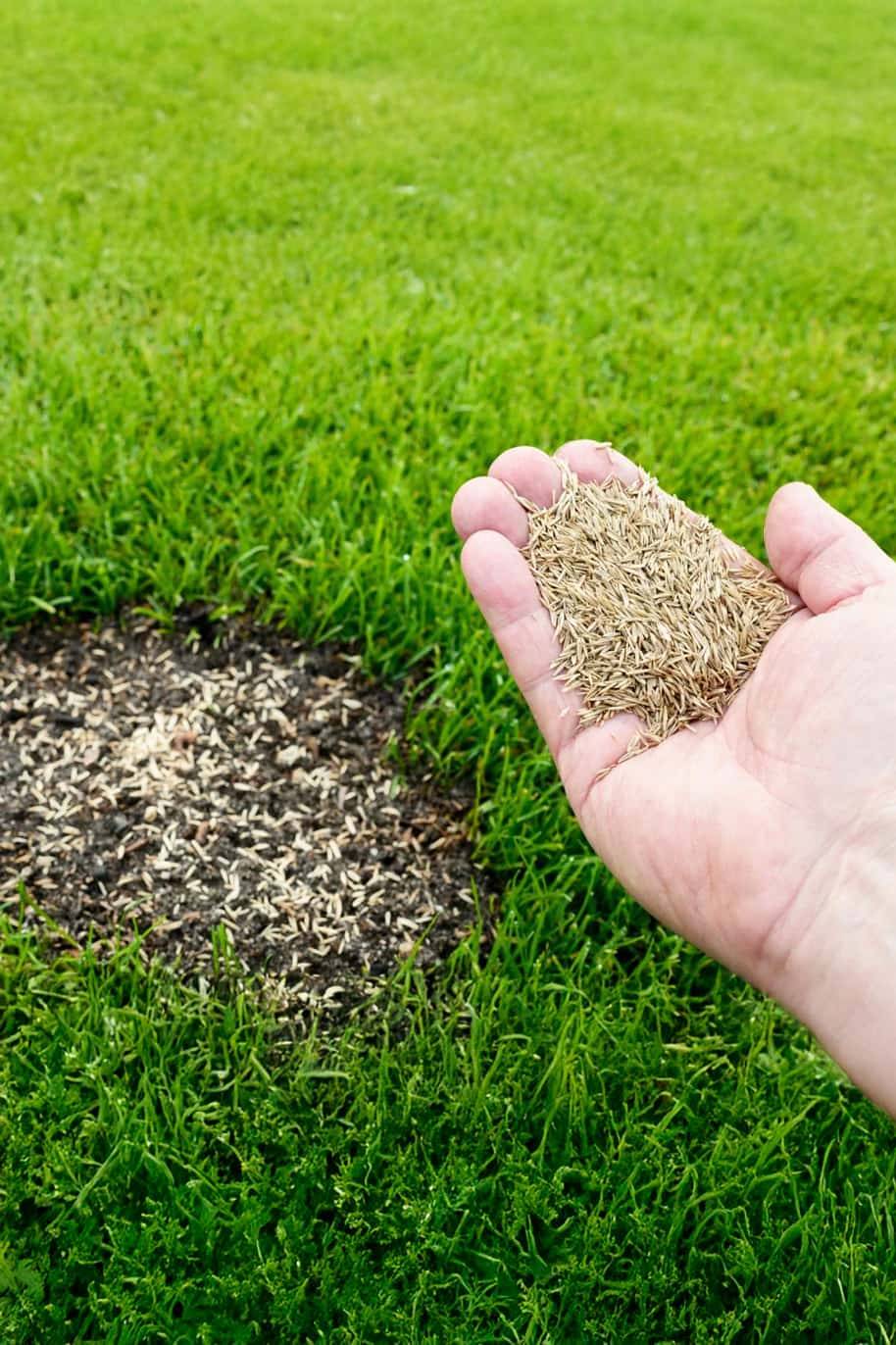 Lawn Grass Seeds for Sunny Area