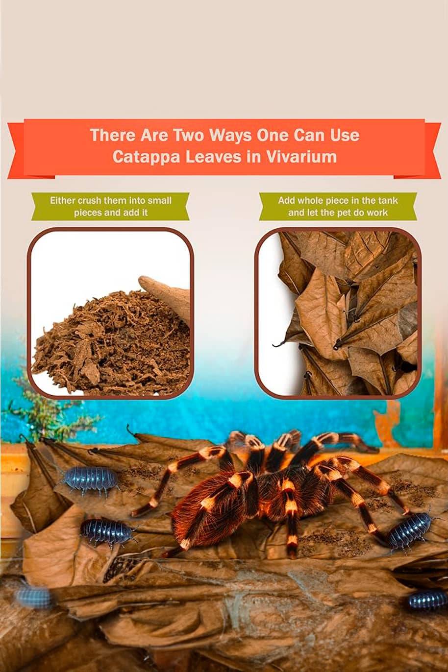 Leaf Litter for Terrariums & Vivariums - PS Gardening - image 3