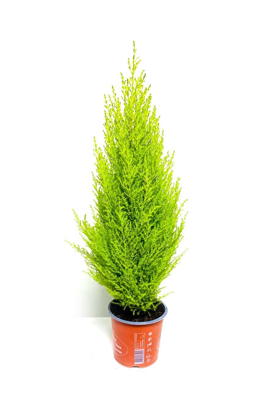 Lemon Cypress