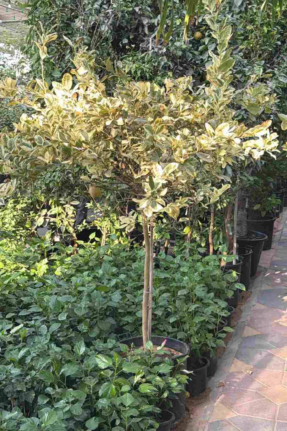 Lemon Sweet Malta Variegated