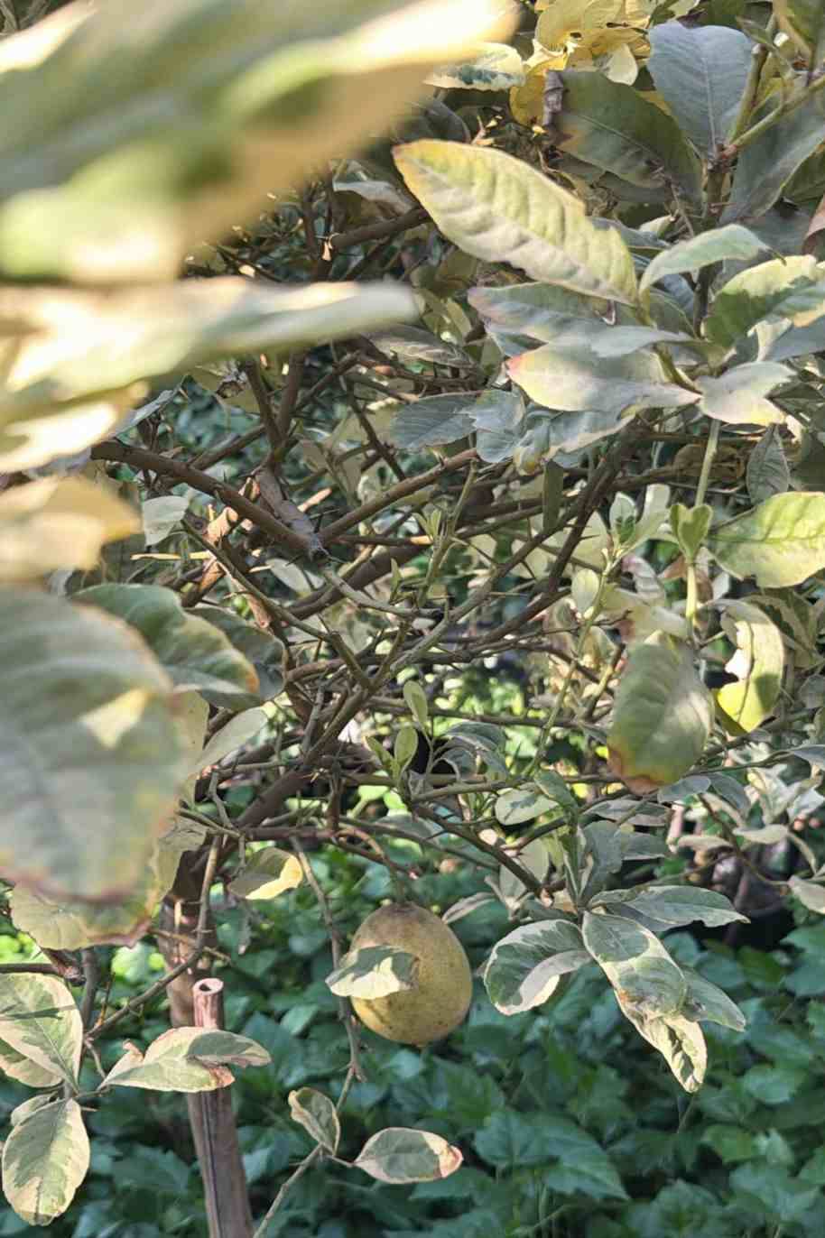 Lemon Sweet Malta Variegated