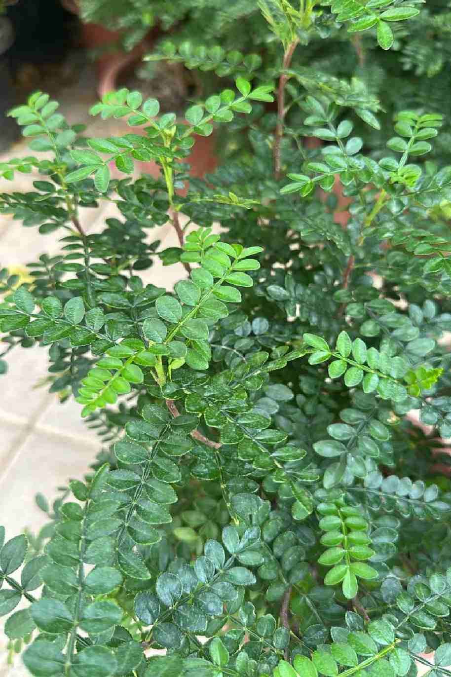 Lemon pepper - Zanthoxylum - Zanthoxylum “Odorum”