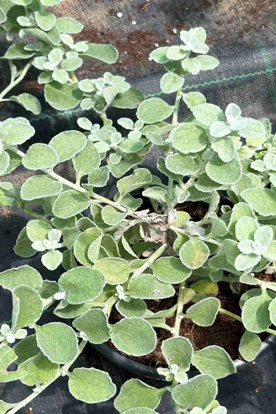 Licorice Plant