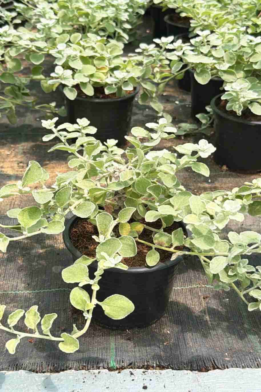 Licorice Plant