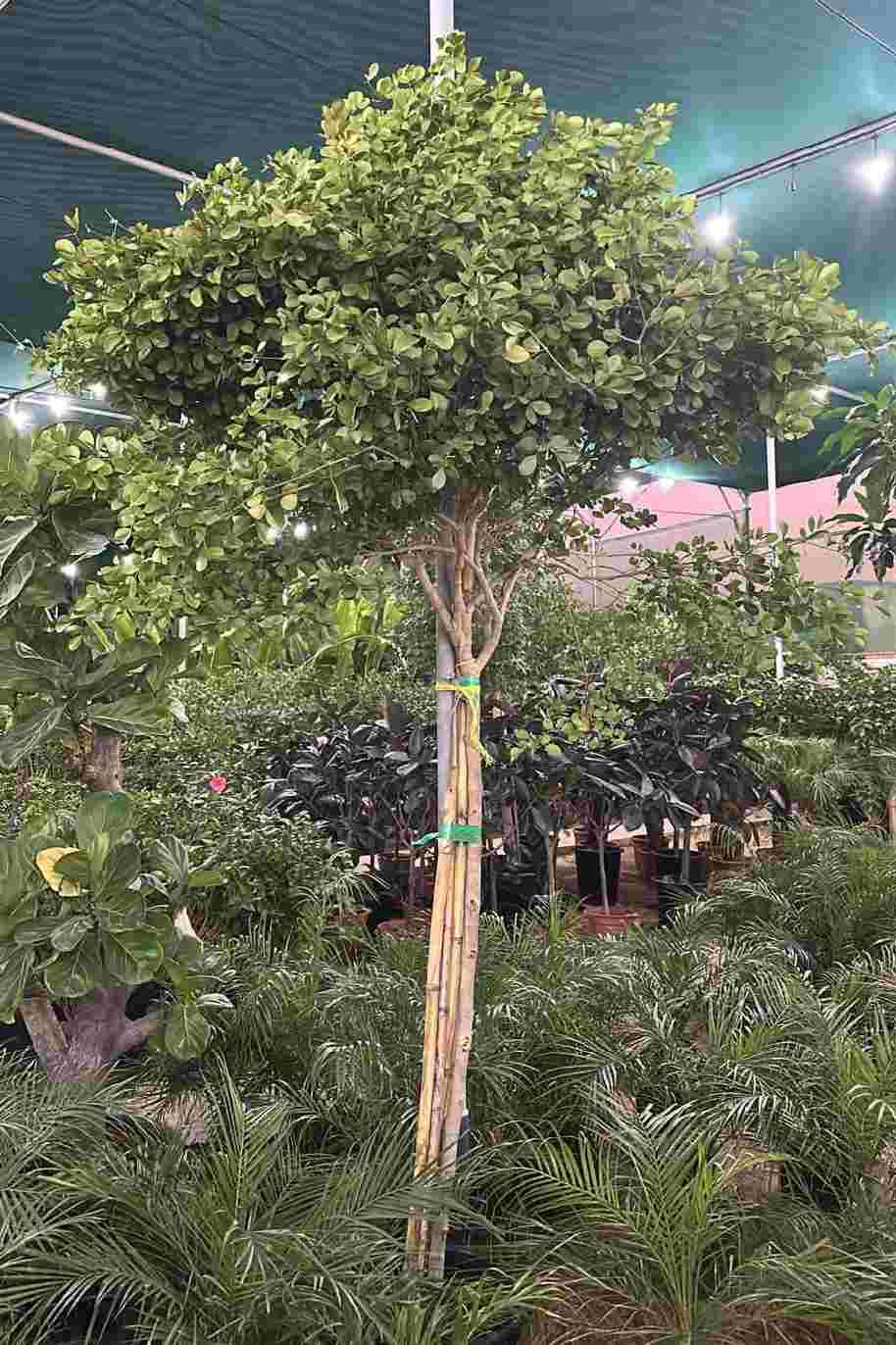 Lignum Vitae Tree