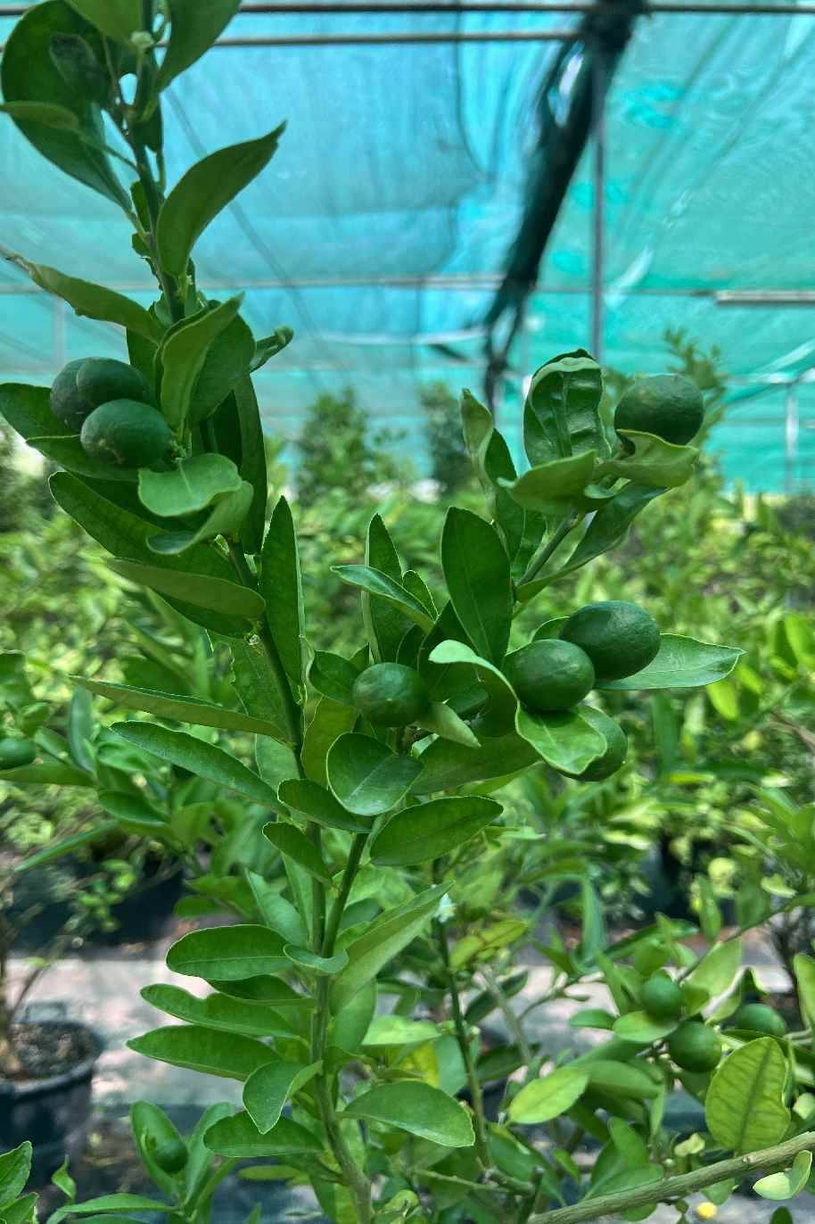 Lime Binzaheer 2M - Citrus - image 2