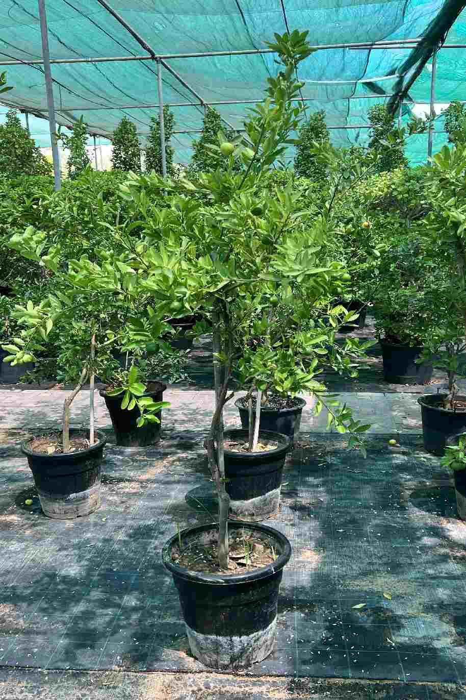Lime Binzaheer 2M - Citrus