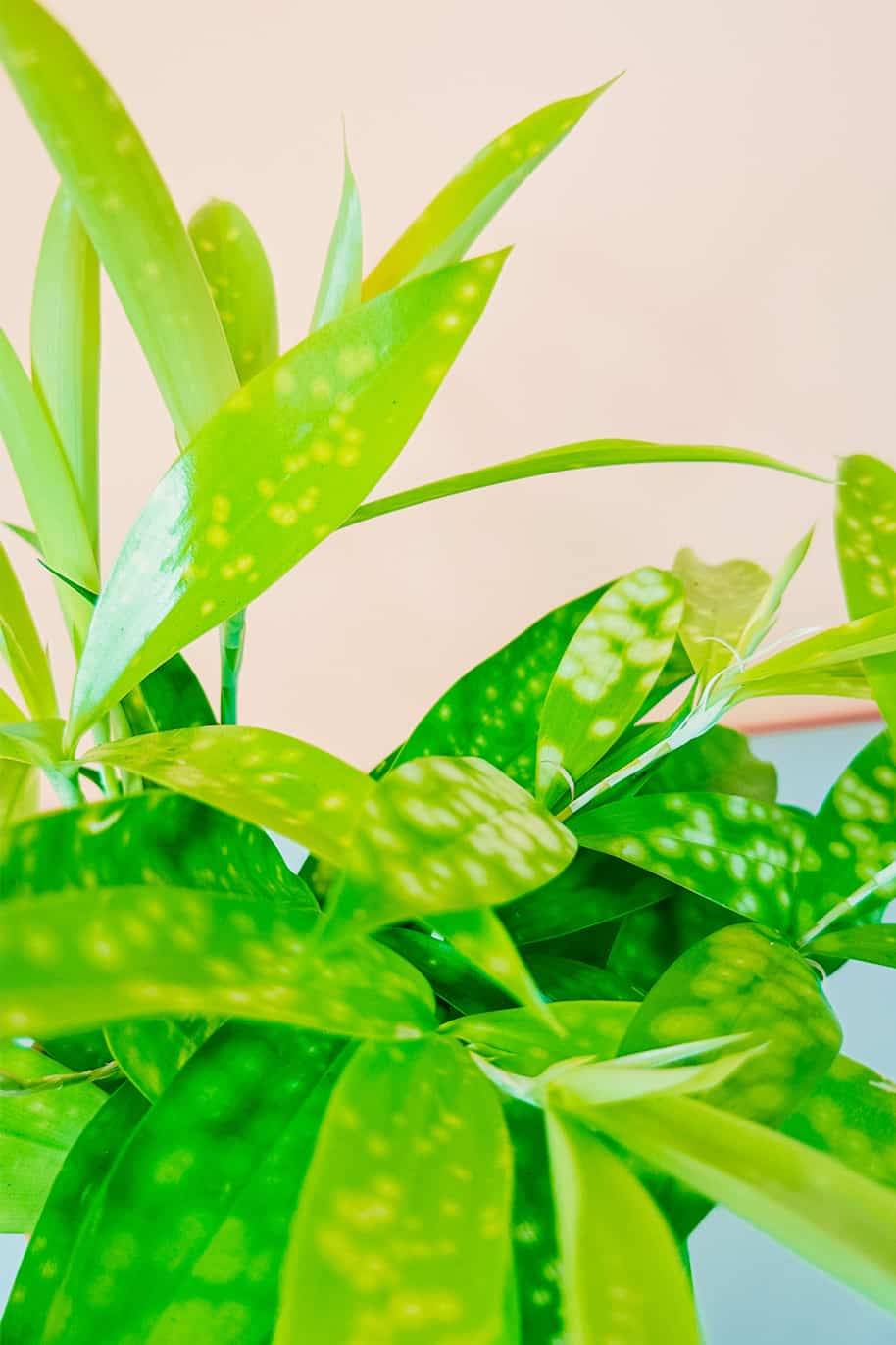 Lime Dust Dracaena Mini
