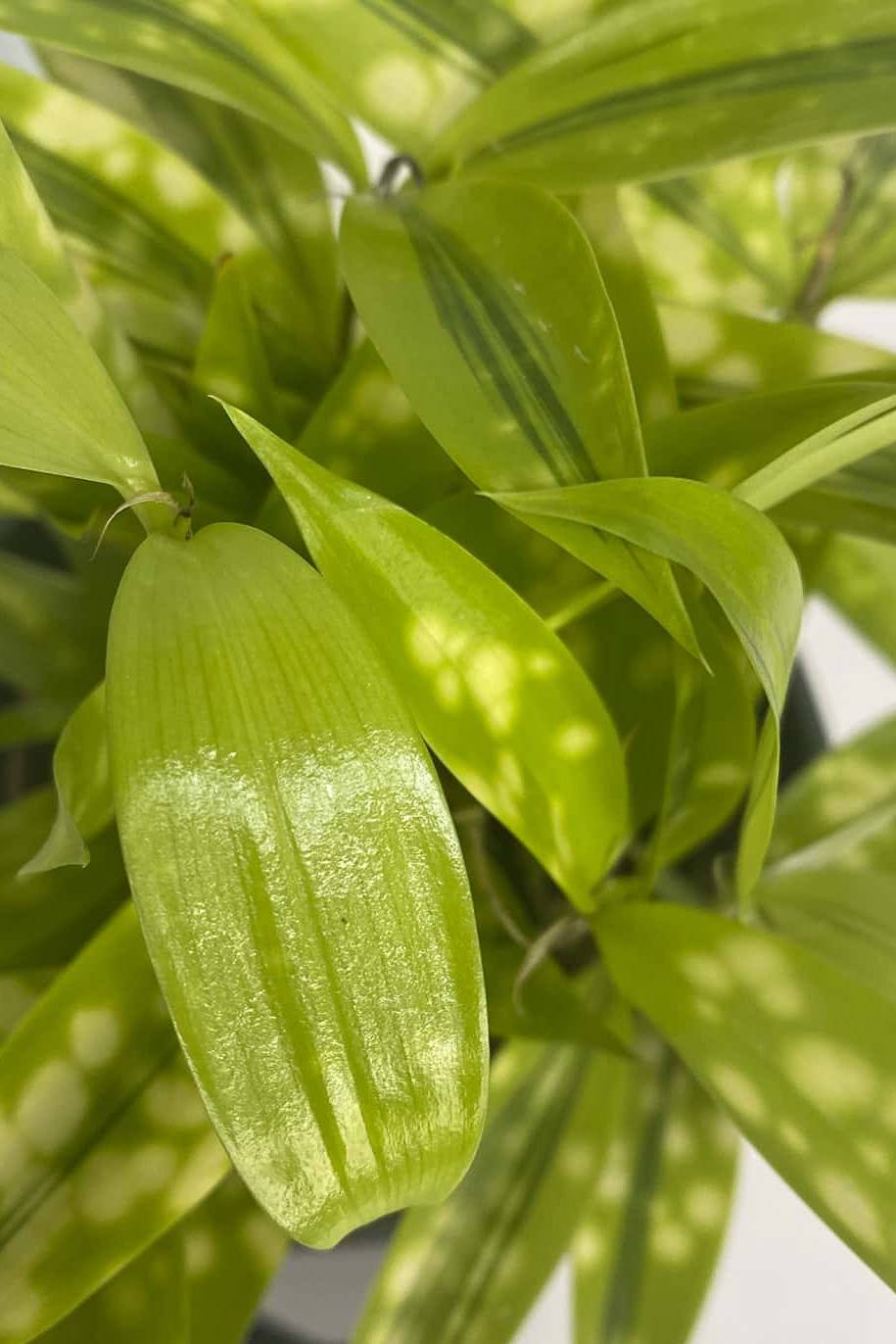 Dracaena Surculosa Maculata