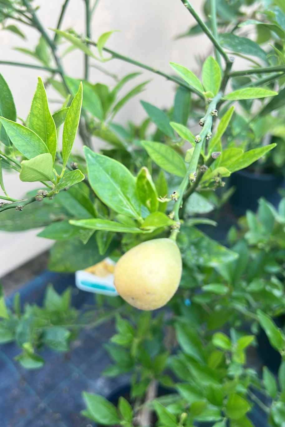 Limequat Citrus Tree