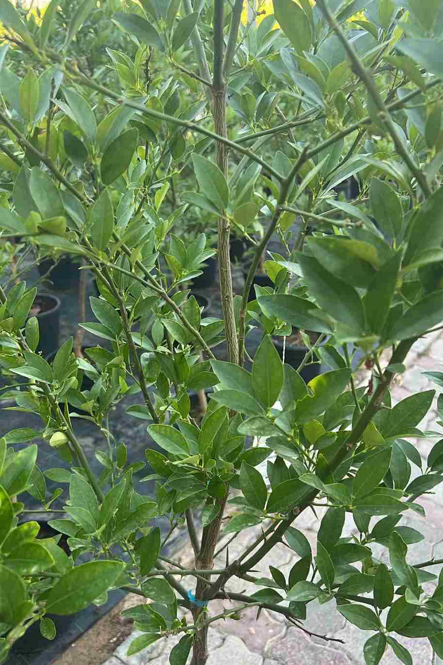 Limequat Citrus Tree