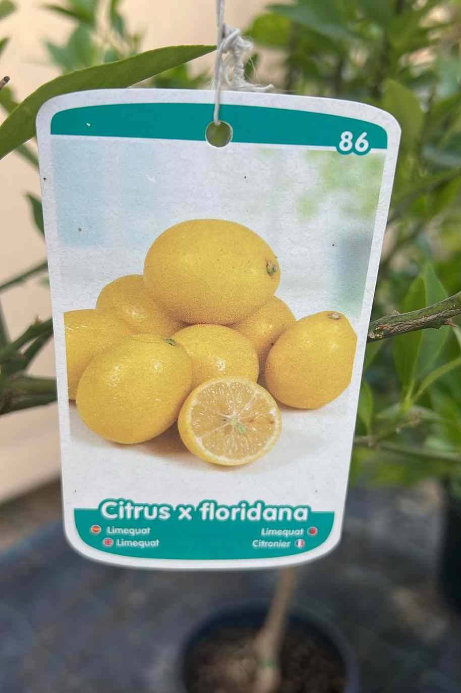 Limequat Citrus Tree