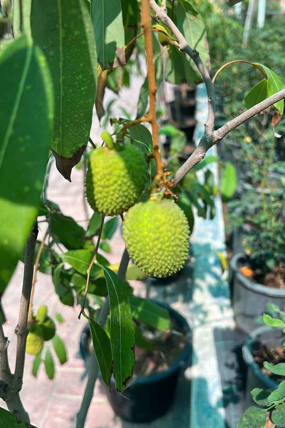 Litchi Tree
