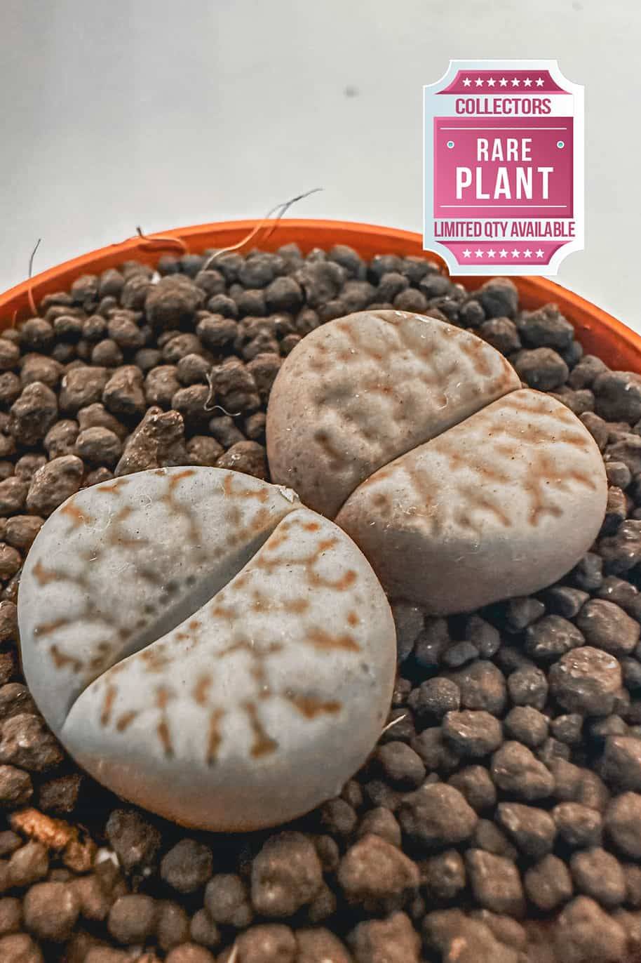 Lithops - Stone Plant Mini - image 2