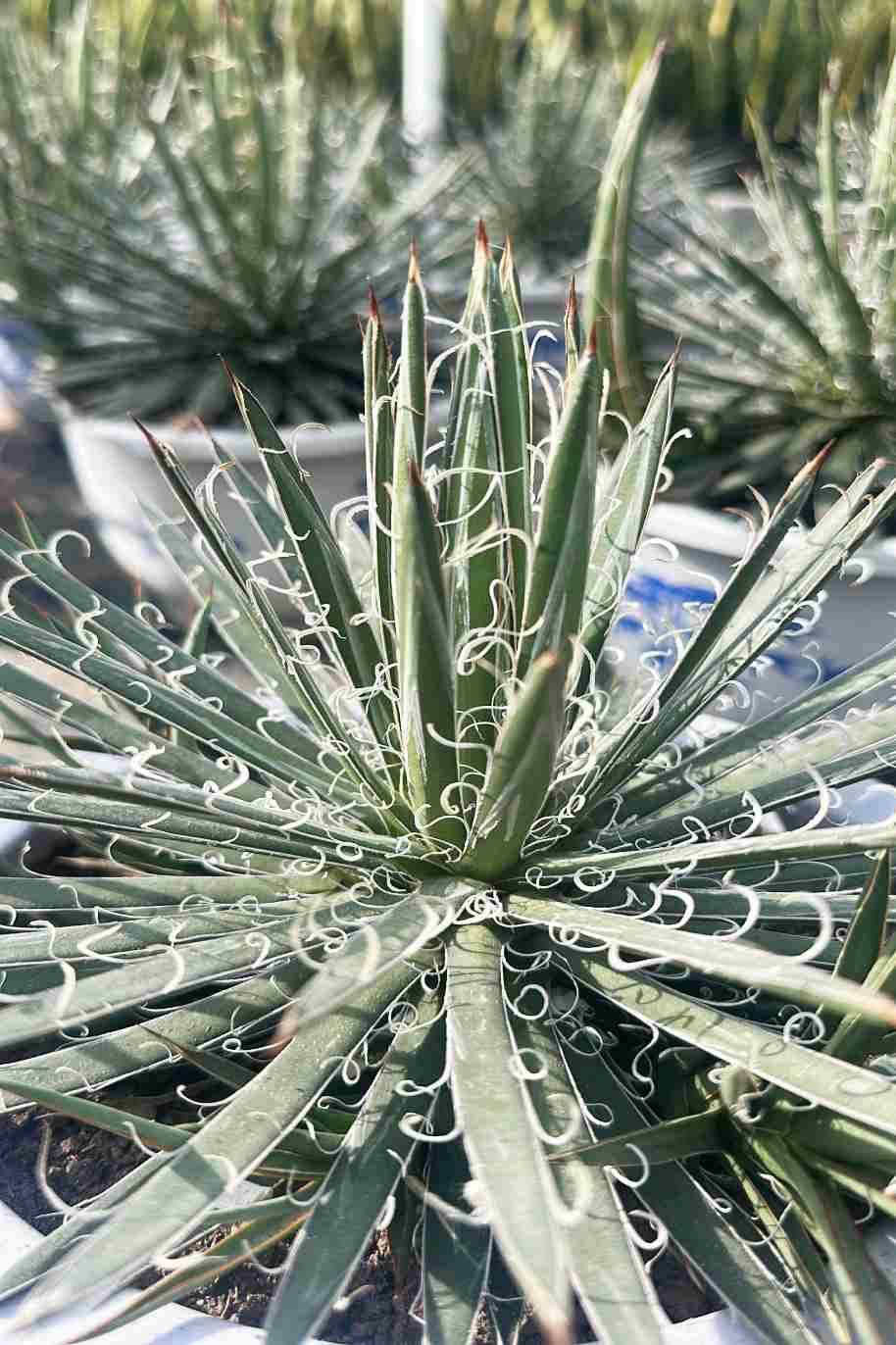 Little Princess Agave