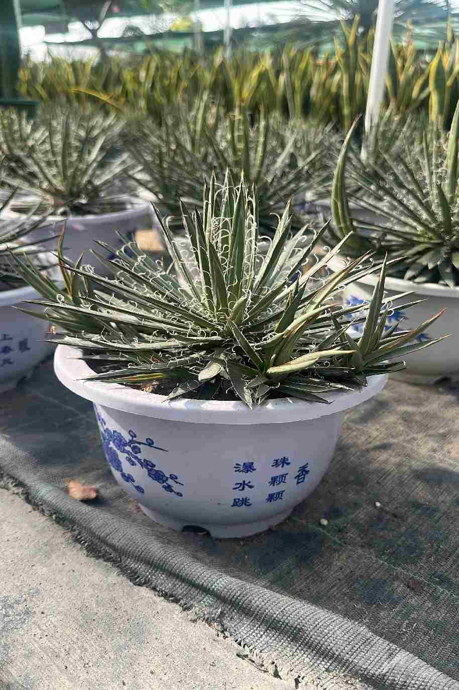 Little Princess Agave