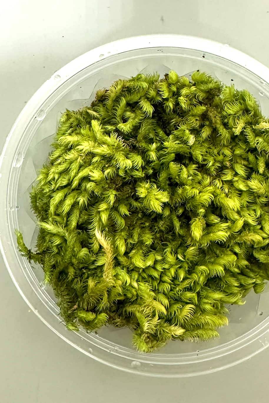 Ctenidium molluscum