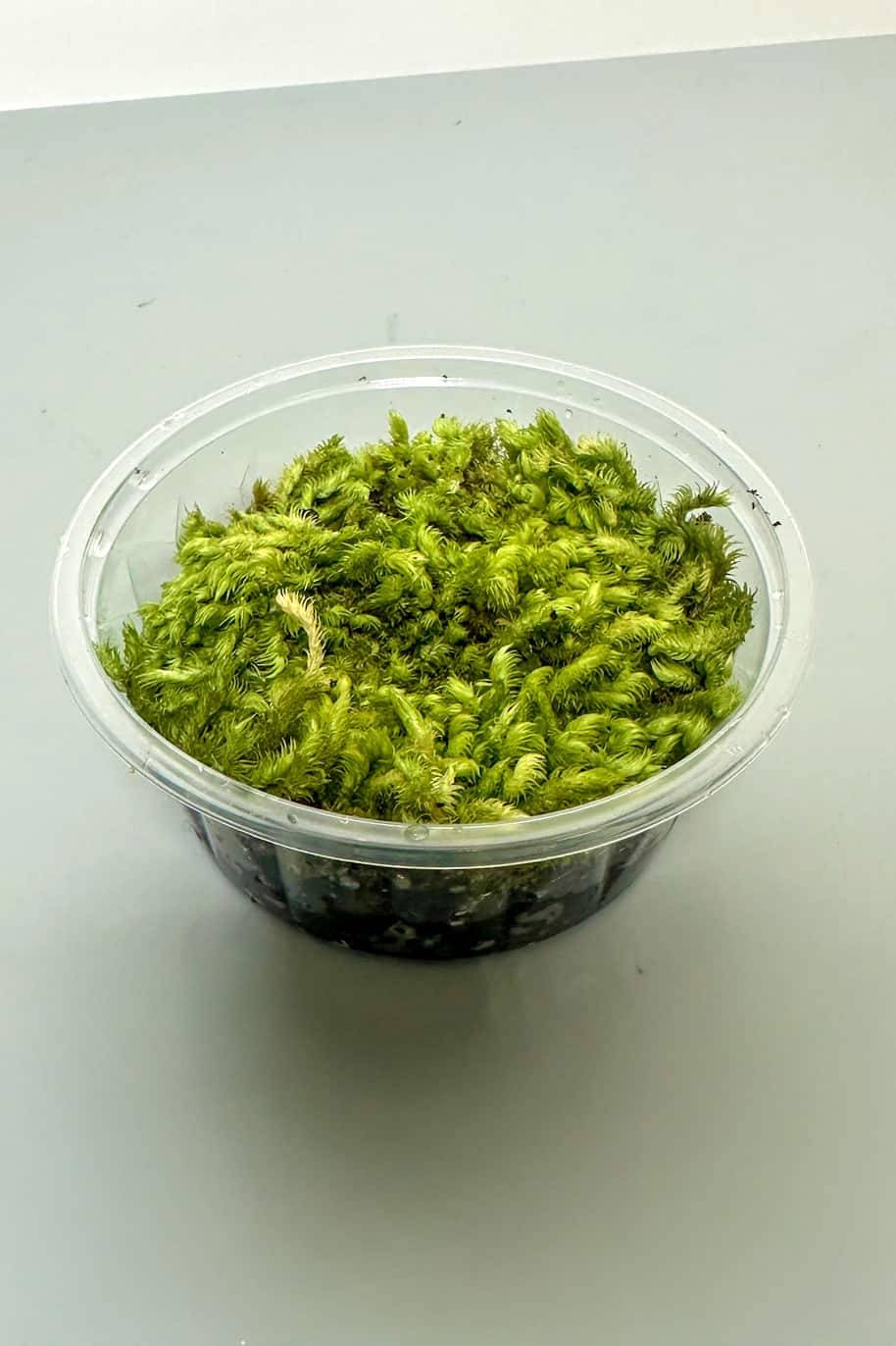 Live Comb Moss